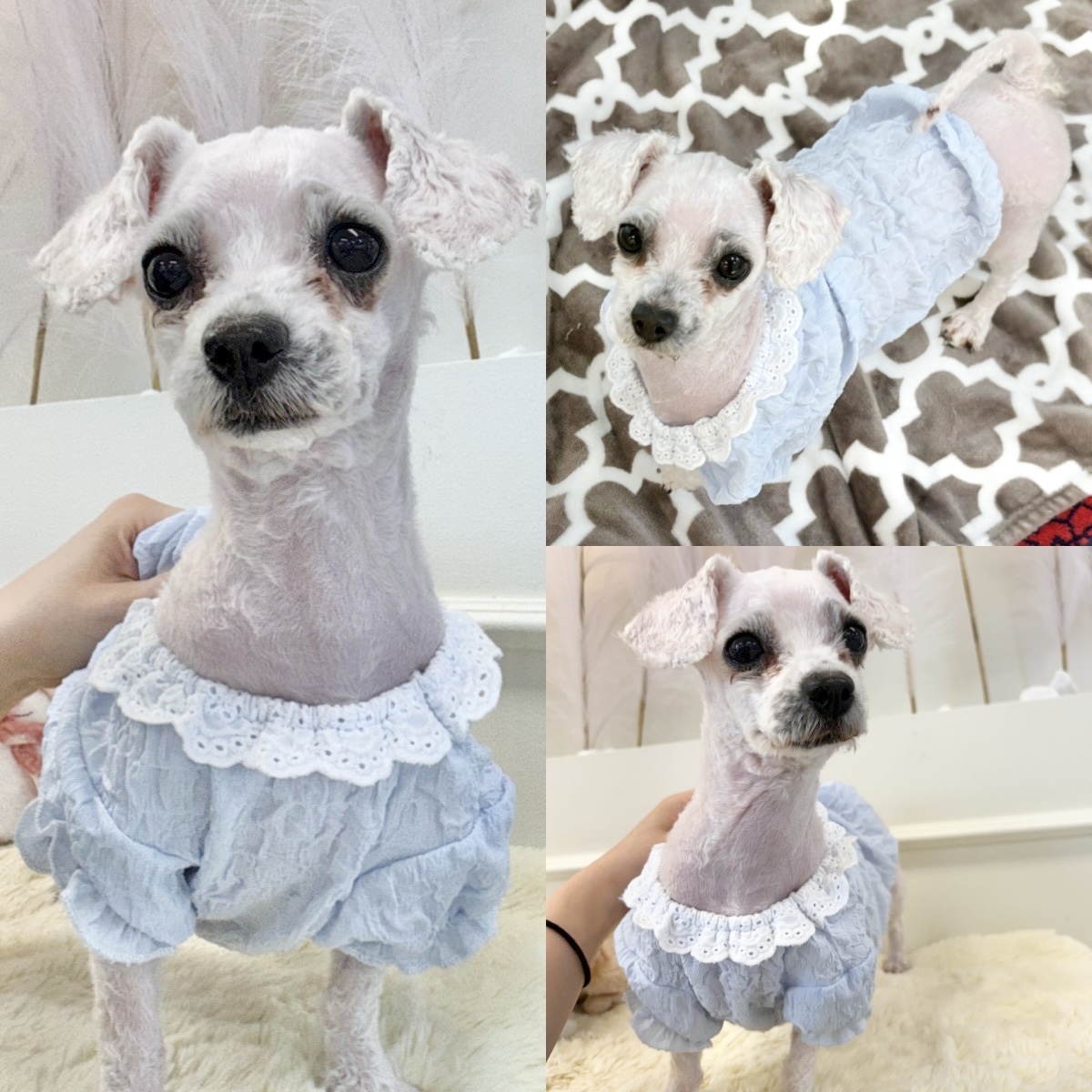 말티즈 이미지 파일 입니다.